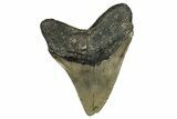 Serrated, Fossil Megalodon Tooth - North Carolina #355857-1